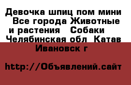 Девочка шпиц пом мини - Все города Животные и растения » Собаки   . Челябинская обл.,Катав-Ивановск г.